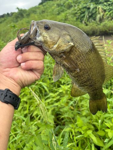 スモールマウスバスの釣果