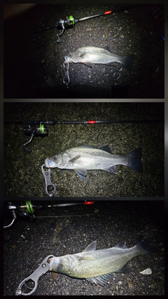 セイゴ（ヒラスズキ）の釣果
