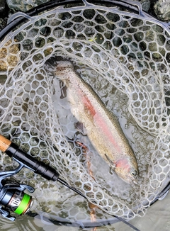 トラウトの釣果