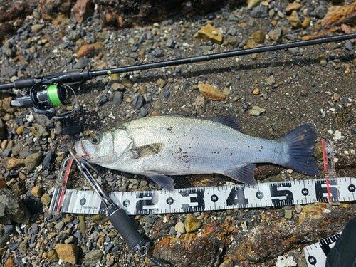 ヒラスズキの釣果