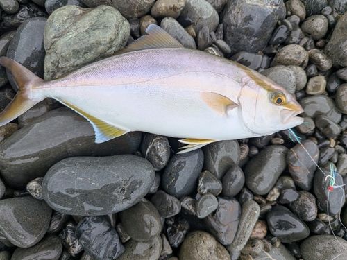 ショゴの釣果