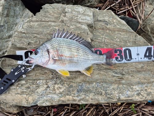 キビレの釣果
