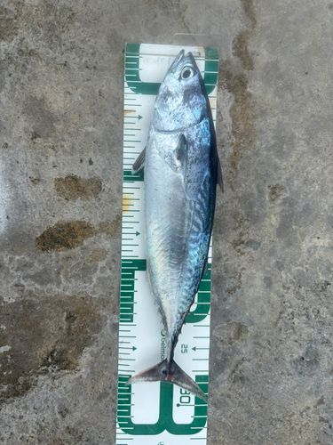 ヒラソウダの釣果