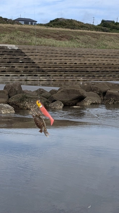 カニの釣果