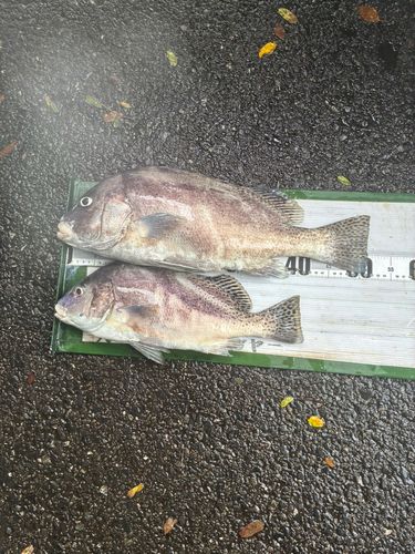 コショウダイの釣果