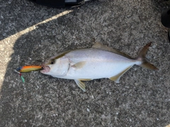 ショゴの釣果