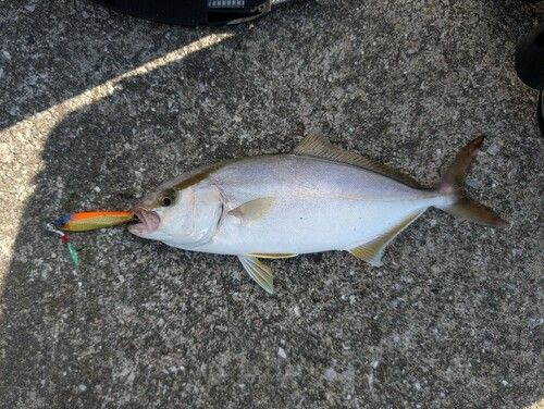 ショゴの釣果
