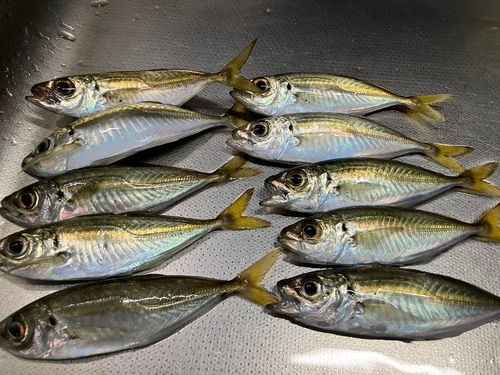 サワラの釣果・釣り情報まとめ【2026年最新】 - アングラーズ | 釣果