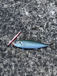 アオアジの釣果