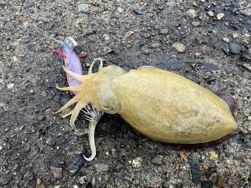 コウイカの釣果
