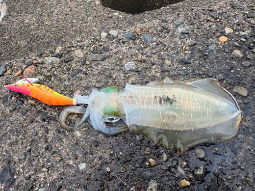 アオリイカの釣果