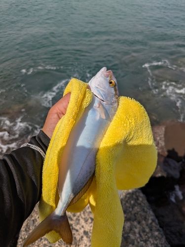 ショゴの釣果
