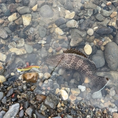 オオモンハタの釣果