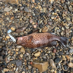 オオモンハタの釣果