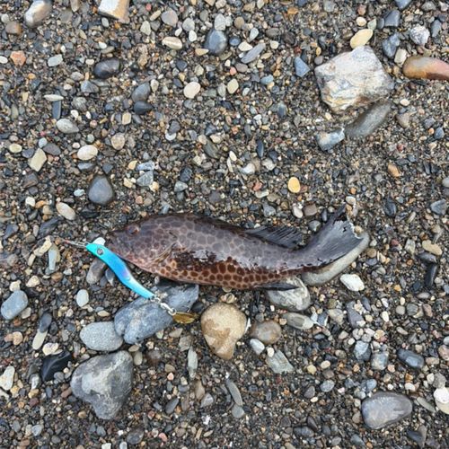 オオモンハタの釣果