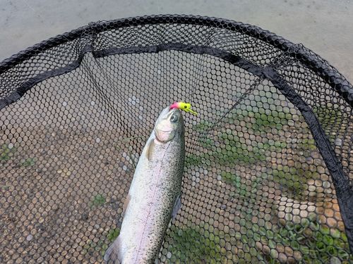 ニジマスの釣果