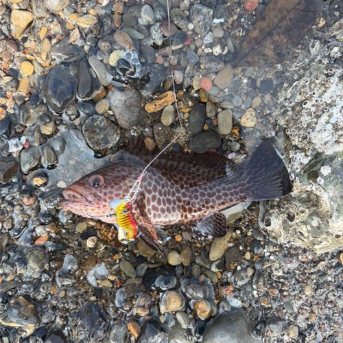 オオモンハタの釣果
