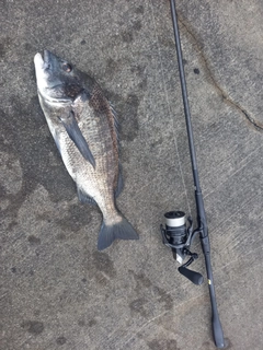 チヌの釣果