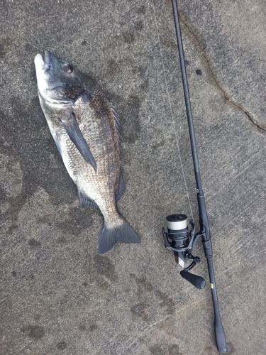 チヌの釣果