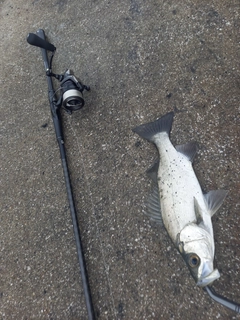 ヒラスズキの釣果