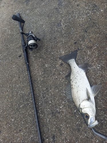 ヒラスズキの釣果