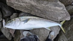 ヒラマサの釣果