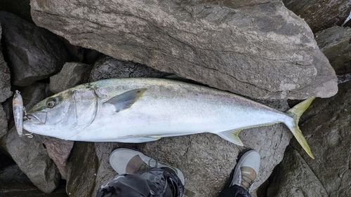 ヒラマサの釣果