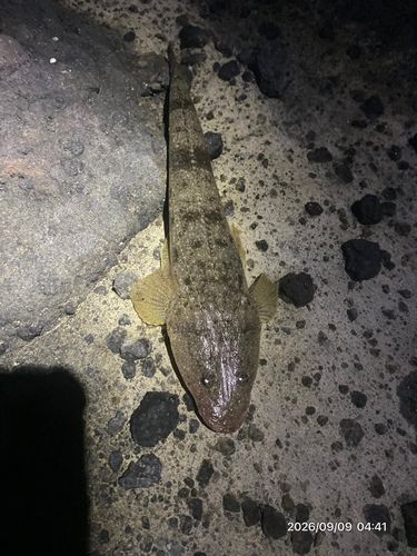マゴチの釣果