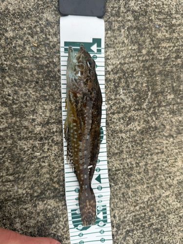 釣果