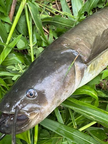 ナマズの釣果