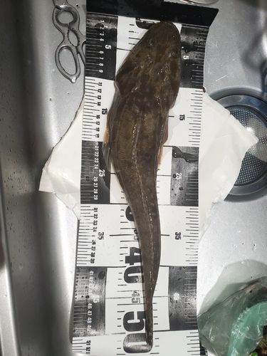 マゴチの釣果