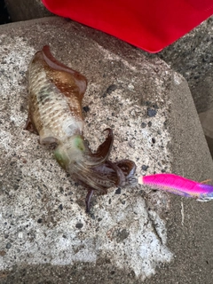 アオリイカの釣果