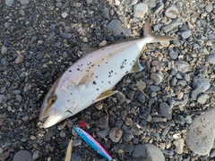 ショゴの釣果