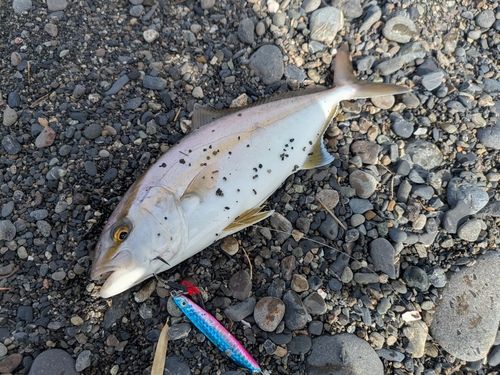 ショゴの釣果