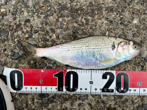 コノシロの釣果
