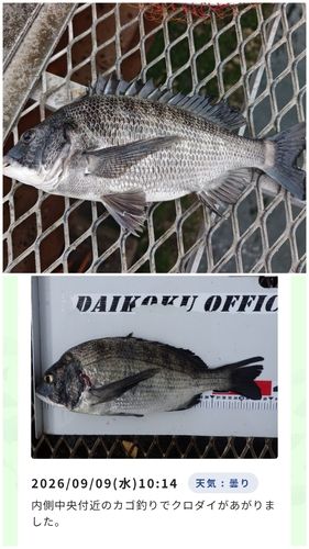 クロダイの釣果