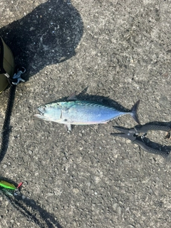 スマカツオの釣果