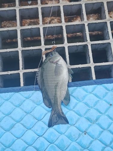 グレの釣果