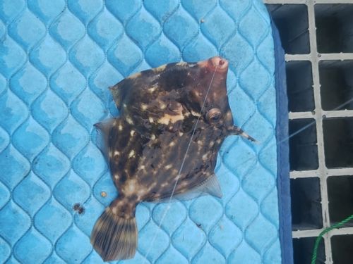 カワハギの釣果