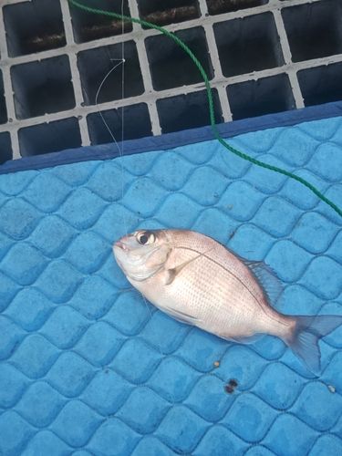 チャリコの釣果