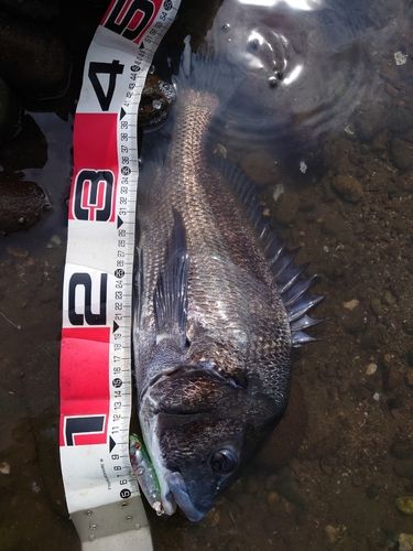 クロダイの釣果
