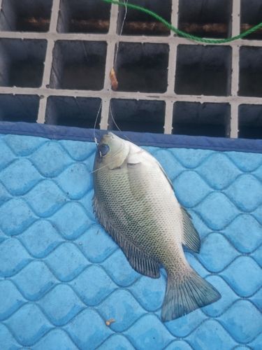 グレの釣果