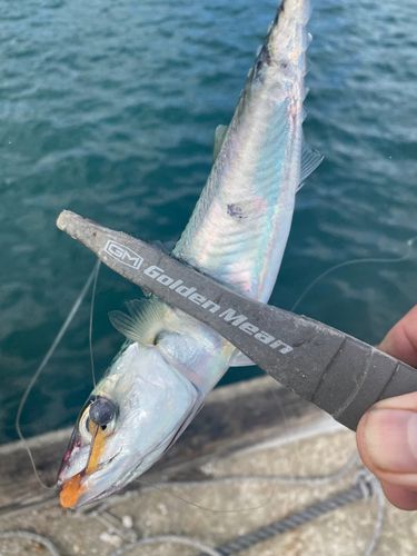 サバの釣果