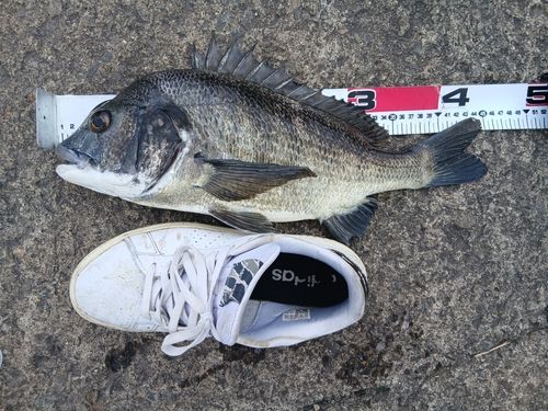 チヌの釣果