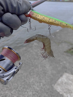 エビの釣果