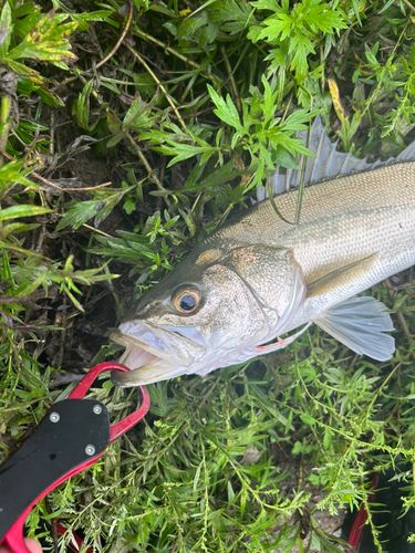 フッコ（マルスズキ）の釣果
