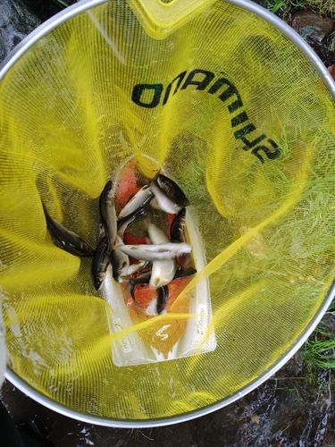 アユの釣果