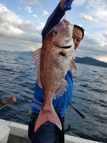 マダイの釣果