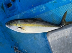ワラサの釣果