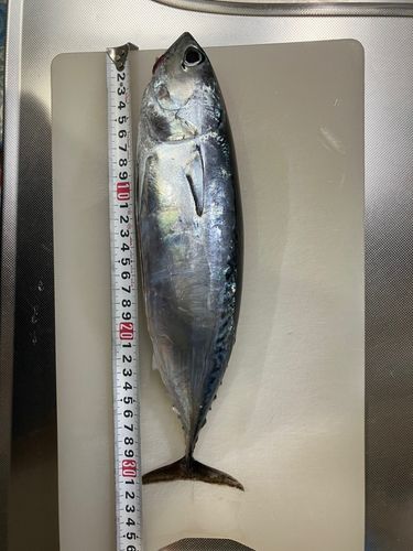 ソウダガツオの釣果